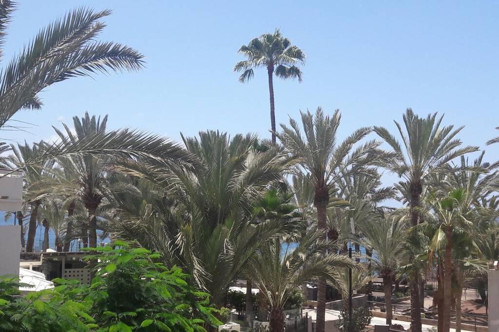 Guayero, Bel à 50m De La Los Cristianos (Tenerife)